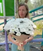 Букет «Ромашковое поле»