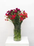 Диантус Кустовой 