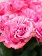 Букет: &laquo;Магия Пионовой Розы&raquo;