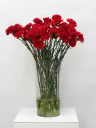 Гвоздика красная 