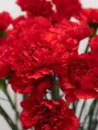 Гвоздика красная 