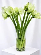 Амариллис Белый 