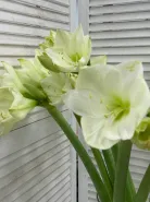 Амариллис Белый 