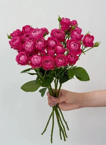 Букет: «Ярко-розовая пионовидная кустовая роза» от интернет-магазина цветов в 