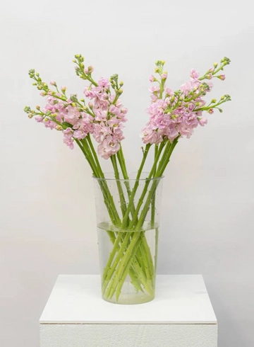 Маттиола  от интернет-магазина цветов в 