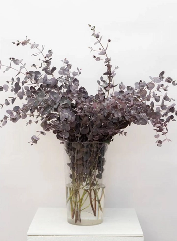 Эвкалипт  от интернет-магазина цветов в 