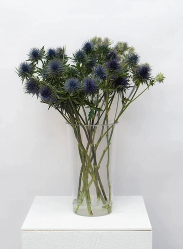 Эрингиум  от интернет-магазина цветов в 