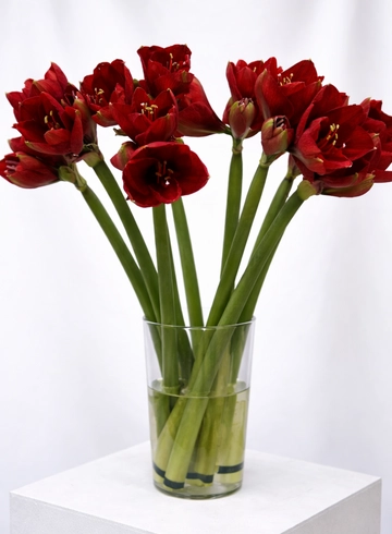 Амарилис Красный  от интернет-магазина цветов в 