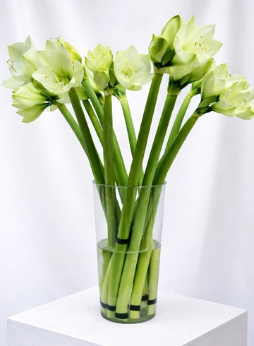 Амариллис Белый  от интернет-магазина цветов в 